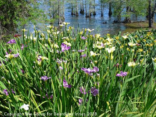 Iris view (6)